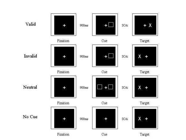 Experimental paradigm of Posner's task.